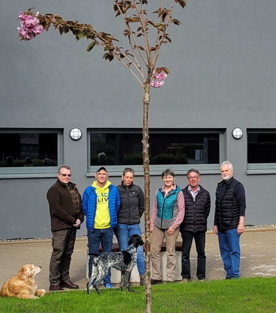 Japanische Kirschen am Quartierszentrum